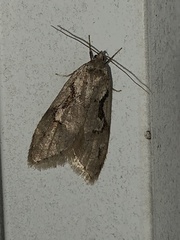 Semioscopis packardella