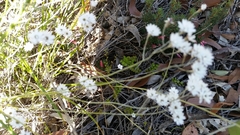 Pithocarpa pulchella