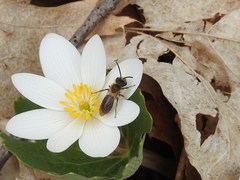 Andrena dunningi