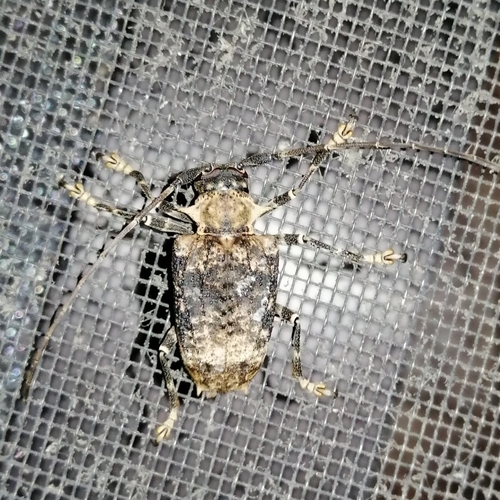 Polyrhaphis argentina