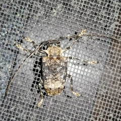 Polyrhaphis argentina