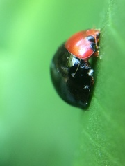 Synona consanguinea
