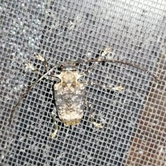 Polyrhaphis argentina