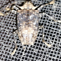 Polyrhaphis argentina