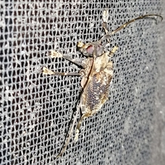 Polyrhaphis argentina