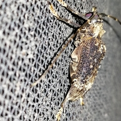 Polyrhaphis argentina