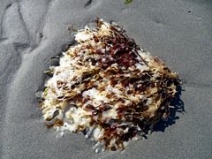 Mazzaella japonica