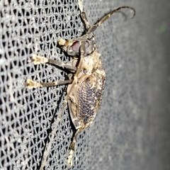 Polyrhaphis argentina