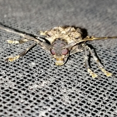 Polyrhaphis argentina