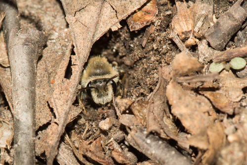 Subgenus Tylandrena · iNaturalist
