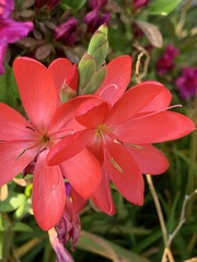 Hesperantha coccinea