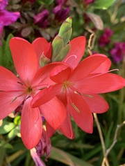 Hesperantha coccinea