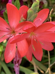 Hesperantha coccinea