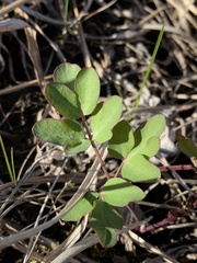 Taenidia integerrima