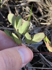 Taenidia integerrima