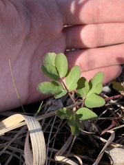 Taenidia integerrima