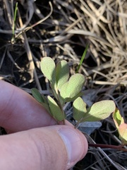 Taenidia integerrima