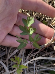 Taenidia integerrima