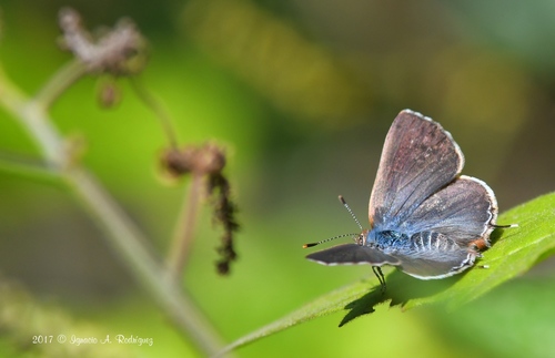 Silver-banded Hairstreak