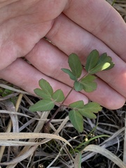 Taenidia integerrima