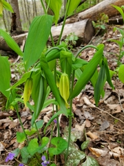 Uvularia