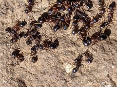 Formica subpolita