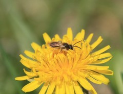 Andrena miserabilis