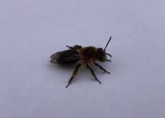 Andrena dunningi