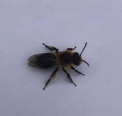 Andrena dunningi