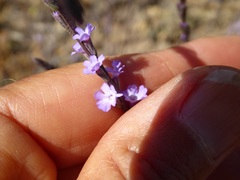 Verbena menthifolia