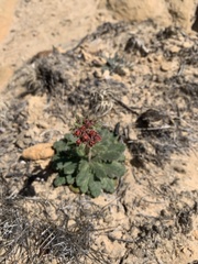Eriogonum alatum