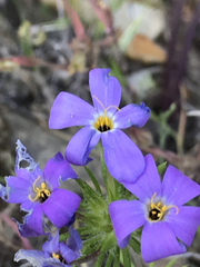 Leptosiphon androsaceus