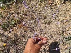 Verbena menthifolia