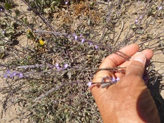 Verbena menthifolia