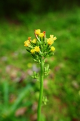 Youngia thunbergiana