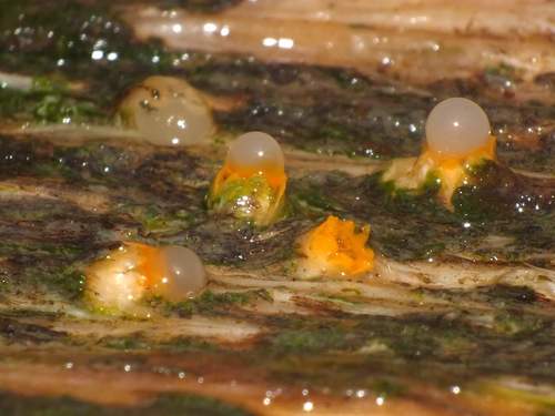 cannonball fungus