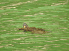 Trachemys hartwegi