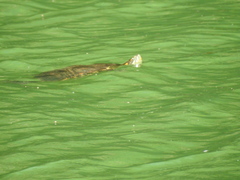 Trachemys hartwegi