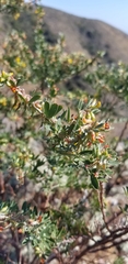 Acmispon dendroideus