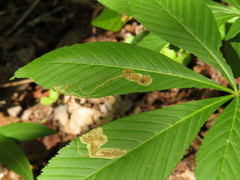 Phytomyza aesculi