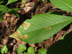 Phytomyza aesculi