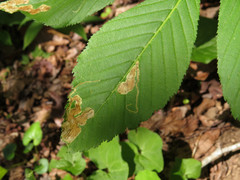 Phytomyza aesculi