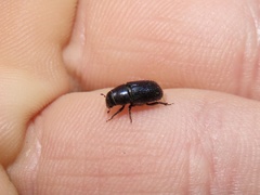 Dendroctonus terebrans