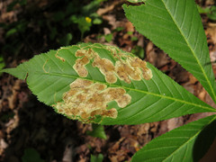 Phytomyza aesculi