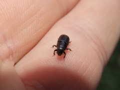 Dendroctonus terebrans