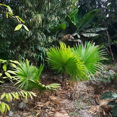 Saribus rotundifolius