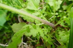 Youngia thunbergiana
