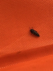 Acmaeodera neglecta neoneglecta