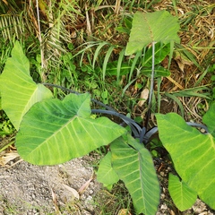 Xanthosoma violaceum