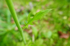 Youngia thunbergiana